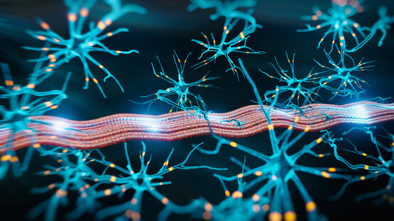 3D-Illustration der neuromuskulären Verbindung zwischen Nervenzellen und Muskelgewebe