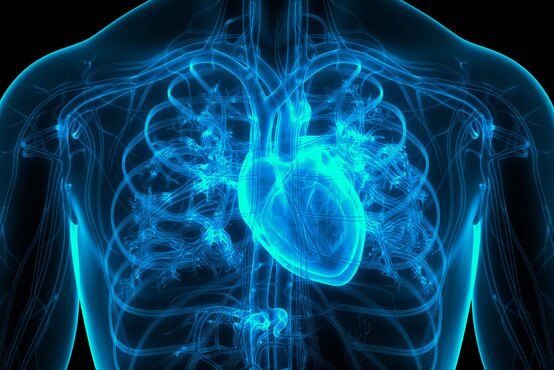 Digitale Ansicht des menschlichen Oberkörpers mit leuchtend blau hervorgehobenem Herz und detailliert sichtbarem Blutgefäßsystem