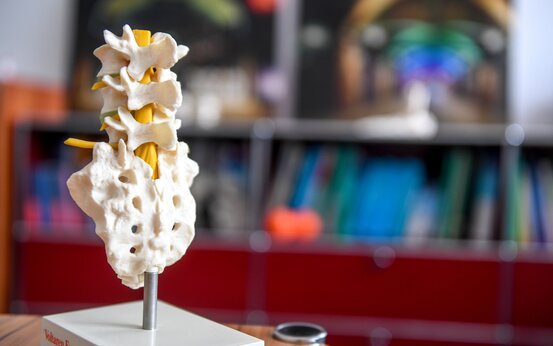 Anatomisches Modell einer menschlichen Wirbelsäule mit Nervensträngen auf Tisch, Fokus auf orthopädische Diagnostik