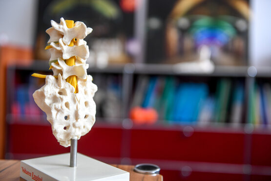 Anatomisches Modell einer menschlichen Wirbelsäule mit Nervensträngen auf Tisch, Fokus auf orthopädische Diagnostik