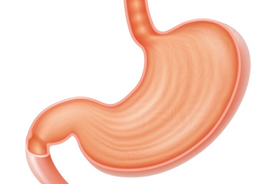 Detaillierte Illustration eines menschlichen Magens auf weißem Hintergrund