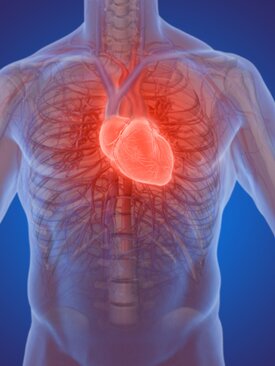 3D-Darstellung eines menschlichen Herzens mit sichtbaren Blutgefäßen und anatomischen Details