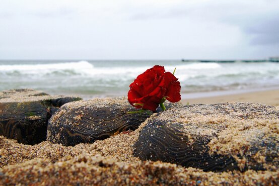 Einzelne rote Rose liegt auf sandbedeckten, dunklen Holzpfählen am Strand, im Hintergrund Meer 