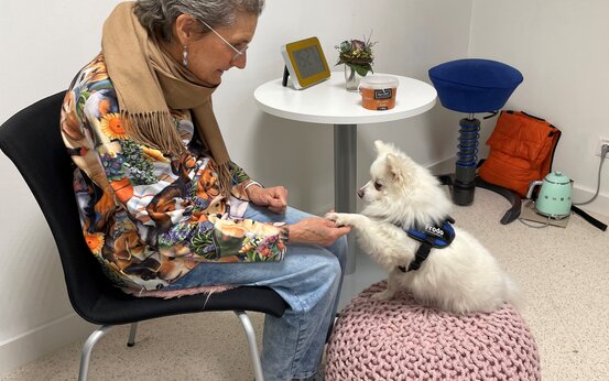 Ältere Patientin in Klinik nimmt Kontakt zu weißem Therapiehund auf, Hundetherapie im Behandlungsraum