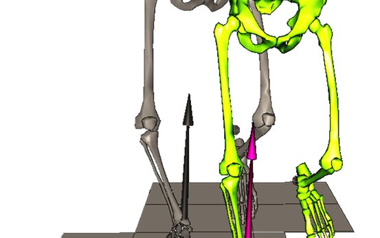 3D-Grafik mit zwei unteren Skelettmodellen, gelb-grün und grau, auf segmentierter Bodenfläche mit senkrechten pinken und schwarzen Kraftpfeilen