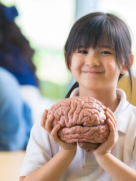 Kind hält anatomisches Gehirnmodell in den Händen