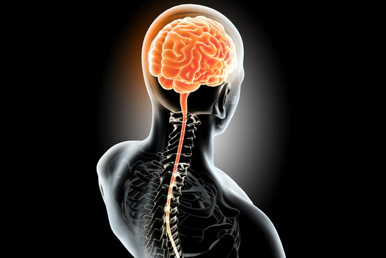 Halbtransparente medizinische Illustration eines menschlichen Rückens mit sichtbarem Skelett, orange markiertem Gehirn und Rückenmark auf schwarzem Hintergrund